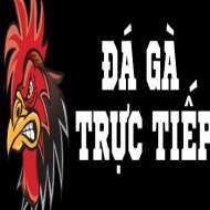 Đá Gà Trực Tiếp
