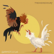 thomohomnay TRỰC TIẾP ĐÁ GÀ THOMO